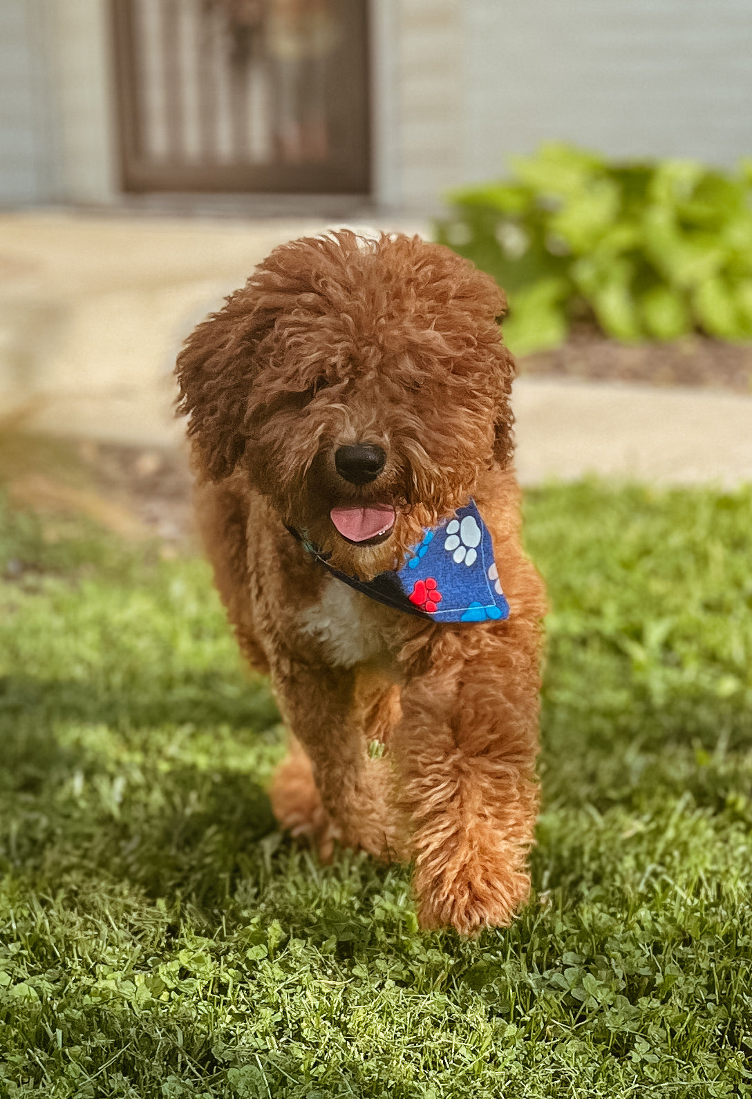 Blue Daisy Bandana